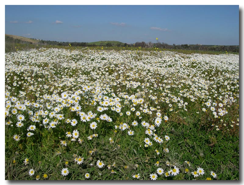 Segnali di primavera a Selinunte (TP)